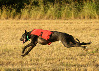 2025 Paradise Greyhound Races