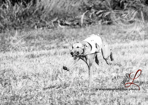 Paradise_1563_2025-2