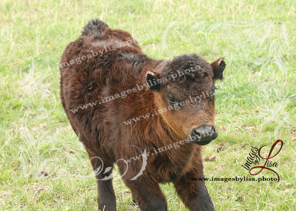 HannahChayce_0166_2025
