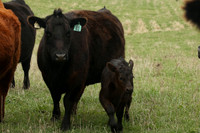 Cows Hannah Chayce 2025