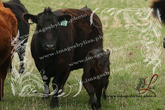 HannahChayce_0159_2025