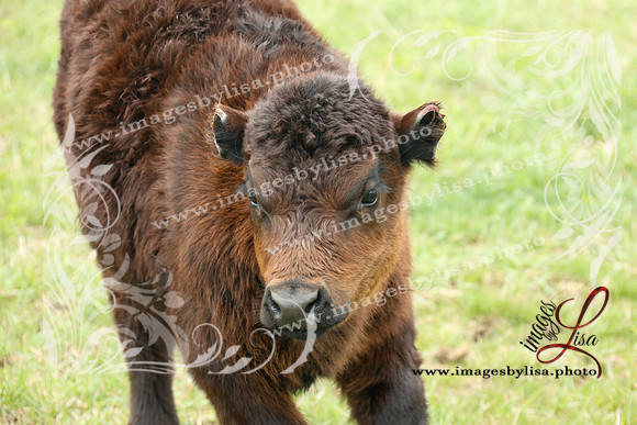 HannahChayce_0163_2025