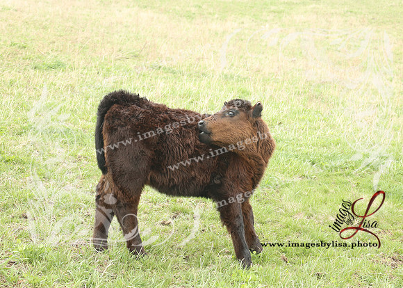 HannahChayce_0170_2025