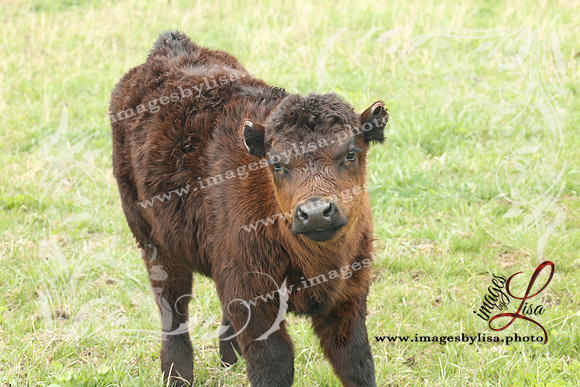 HannahChayce_0164_2025